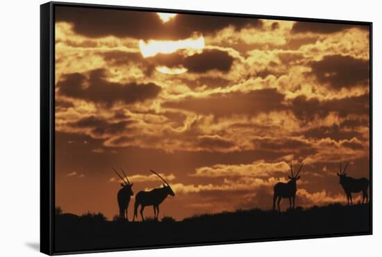 South Africa, Kalahari Gemsbok National Park, Gemsbok at Sunrise-Paul Souders-Framed Stretched Canvas