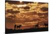 South Africa, Kalahari Gemsbok National Park, Gemsbok at Sunrise-Paul Souders-Stretched Canvas