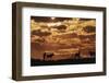 South Africa, Kalahari Gemsbok National Park, Gemsbok at Sunrise-Paul Souders-Framed Photographic Print