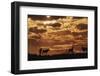 South Africa, Kalahari Gemsbok National Park, Gemsbok at Sunrise-Paul Souders-Framed Photographic Print