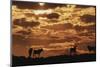 South Africa, Kalahari Gemsbok National Park, Gemsbok at Sunrise-Paul Souders-Mounted Photographic Print