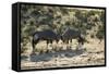 South Africa, Kalahari Gemsbok National Park, Gemsbok on Dry River Bed-Paul Souders-Framed Stretched Canvas