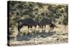 South Africa, Kalahari Gemsbok National Park, Gemsbok on Dry River Bed-Paul Souders-Stretched Canvas