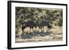 South Africa, Kalahari Gemsbok National Park, Gemsbok on Dry River Bed-Paul Souders-Framed Photographic Print