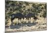 South Africa, Kalahari Gemsbok National Park, Gemsbok on Dry River Bed-Paul Souders-Mounted Photographic Print