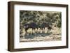 South Africa, Kalahari Gemsbok National Park, Gemsbok on Dry River Bed-Paul Souders-Framed Photographic Print