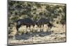 South Africa, Kalahari Gemsbok National Park, Gemsbok on Dry River Bed-Paul Souders-Mounted Photographic Print