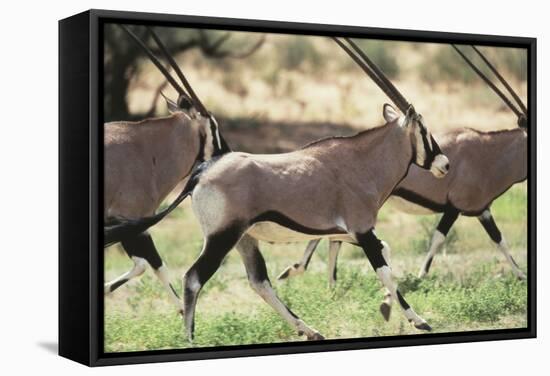 South Africa, Kalahari Gemsbok National Park, Gemsbok, Oryx Gazella, at Sunset-Paul Souders-Framed Stretched Canvas