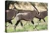 South Africa, Kalahari Gemsbok National Park, Gemsbok, Oryx Gazella, at Sunset-Paul Souders-Stretched Canvas