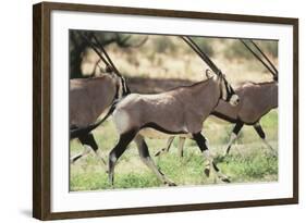 South Africa, Kalahari Gemsbok National Park, Gemsbok, Oryx Gazella, at Sunset-Paul Souders-Framed Photographic Print