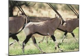 South Africa, Kalahari Gemsbok National Park, Gemsbok, Oryx Gazella, at Sunset-Paul Souders-Mounted Photographic Print