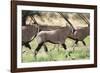 South Africa, Kalahari Gemsbok National Park, Gemsbok, Oryx Gazella, at Sunset-Paul Souders-Framed Photographic Print