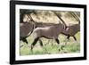 South Africa, Kalahari Gemsbok National Park, Gemsbok, Oryx Gazella, at Sunset-Paul Souders-Framed Photographic Print