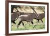 South Africa, Kalahari Gemsbok National Park, Gemsbok, Oryx Gazella, at Sunset-Paul Souders-Framed Photographic Print