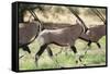 South Africa, Kalahari Gemsbok National Park, Gemsbok, Oryx Gazella, at Sunset-Paul Souders-Framed Stretched Canvas