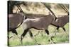 South Africa, Kalahari Gemsbok National Park, Gemsbok, Oryx Gazella, at Sunset-Paul Souders-Stretched Canvas