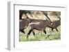 South Africa, Kalahari Gemsbok National Park, Gemsbok, Oryx Gazella, at Sunset-Paul Souders-Framed Photographic Print