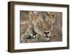 South Africa, Kalahari Gemsbok National Park, Kgalagadi Park, Lioness-Paul Souders-Framed Photographic Print