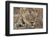 South Africa, Kalahari Gemsbok National Park, Kgalagadi Park, Lioness-Paul Souders-Framed Photographic Print