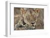 South Africa, Kalahari Gemsbok National Park, Kgalagadi Park, Lioness-Paul Souders-Framed Photographic Print