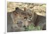 South Africa, Kalahari Gemsbok National Park, Kgalagadi Park, Pride of Lions-Paul Souders-Framed Photographic Print