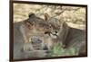 South Africa, Kalahari Gemsbok National Park, Kgalagadi Park, Pride of Lions-Paul Souders-Framed Photographic Print