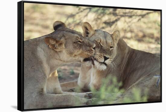 South Africa, Kalahari Gemsbok National Park, Kgalagadi Park, Pride of Lions-Paul Souders-Framed Stretched Canvas