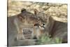 South Africa, Kalahari Gemsbok National Park, Kgalagadi Park, Pride of Lions-Paul Souders-Stretched Canvas