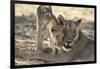 South Africa, Kalahari Gemsbok National Park, Kgalagadi Park, Pride of Lions-Paul Souders-Framed Photographic Print