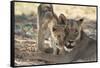 South Africa, Kalahari Gemsbok National Park, Kgalagadi Park, Pride of Lions-Paul Souders-Framed Stretched Canvas