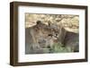 South Africa, Kalahari Gemsbok National Park, Kgalagadi Park, Pride of Lions-Paul Souders-Framed Photographic Print