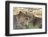 South Africa, Kalahari Gemsbok National Park, Kgalagadi Park, Pride of Lions-Paul Souders-Framed Photographic Print