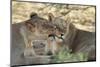 South Africa, Kalahari Gemsbok National Park, Kgalagadi Park, Pride of Lions-Paul Souders-Mounted Photographic Print