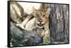 South Africa, Kalahari Gemsbok National Park, Lion Cub Resting under Acacia Tree-Paul Souders-Framed Stretched Canvas