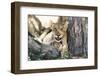 South Africa, Kalahari Gemsbok National Park, Lion Cub Resting under Acacia Tree-Paul Souders-Framed Photographic Print