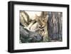 South Africa, Kalahari Gemsbok National Park, Lion Cub Resting under Acacia Tree-Paul Souders-Framed Photographic Print