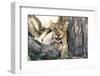 South Africa, Kalahari Gemsbok National Park, Lion Cub Resting under Acacia Tree-Paul Souders-Framed Photographic Print