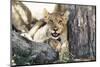 South Africa, Kalahari Gemsbok National Park, Lion Cub Resting under Acacia Tree-Paul Souders-Mounted Photographic Print