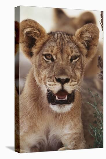 South Africa, Kalahari Gemsbok National Park, Lion Cub Resting under Tree Shade-Paul Souders-Stretched Canvas