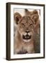 South Africa, Kalahari Gemsbok National Park, Lion Cub Resting under Tree Shade-Paul Souders-Framed Photographic Print