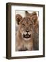 South Africa, Kalahari Gemsbok National Park, Lion Cub Resting under Tree Shade-Paul Souders-Framed Photographic Print