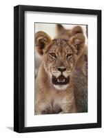 South Africa, Kalahari Gemsbok National Park, Lion Cub Resting under Tree Shade-Paul Souders-Framed Photographic Print