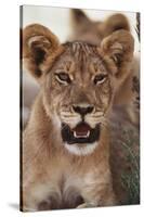 South Africa, Kalahari Gemsbok National Park, Lion Cub Resting under Tree Shade-Paul Souders-Stretched Canvas