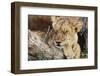 South Africa, Kgalagadi Transfrontier Park, Lion Cub Resting-Paul Souders-Framed Photographic Print