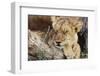 South Africa, Kgalagadi Transfrontier Park, Lion Cub Resting-Paul Souders-Framed Photographic Print