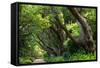 South Africa, 'Kirstenbosch', Avenue of Camphorwood-Catharina Lux-Framed Stretched Canvas