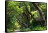 South Africa, 'Kirstenbosch', Avenue of Camphorwood-Catharina Lux-Framed Stretched Canvas