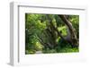 South Africa, 'Kirstenbosch', Avenue of Camphorwood-Catharina Lux-Framed Photographic Print