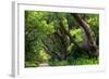 South Africa, 'Kirstenbosch', Avenue of Camphorwood-Catharina Lux-Framed Photographic Print