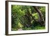 South Africa, 'Kirstenbosch', Avenue of Camphorwood-Catharina Lux-Framed Photographic Print